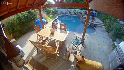 Bear prend un bain dans la piscine, un voyage au spa - Buzz Buddy