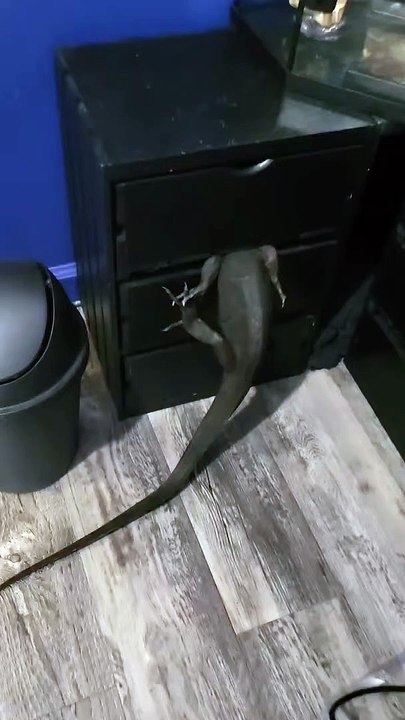 Black Dragon ORee a toujours des ennuis - Buzz Buddy