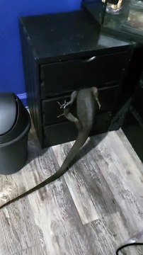 Black Dragon ORee a toujours des ennuis - Buzz Buddy