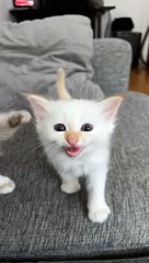 Chaton pleurant pour la crème fouettée - Buzz Buddy