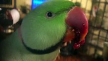 Funny Parrots singing - 02