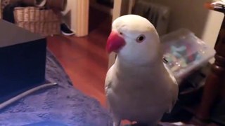 Funny Parrots singing - 05
