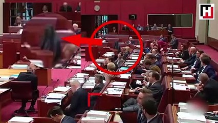 Avustralyalı ırkçı vekil mecliste 'burka' giydi