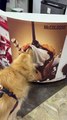 Golden Pup Licks Ice Cream Publicité - Buzz Buddy