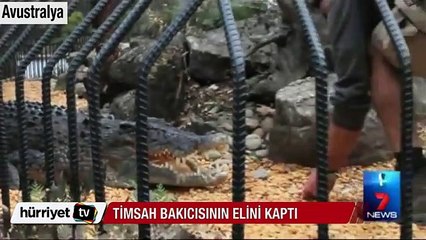Avustralya'da timsah bakıcısının elini kaptı