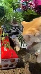 Jus le chaton voler Timbit - Buzz Buddy