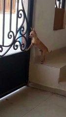 La tentative d'évasion ratée de Chihuahua - Buzz Buddy