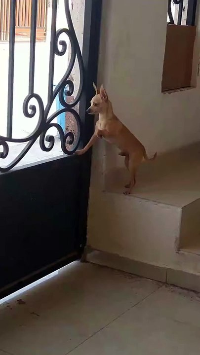 La tentative d'évasion ratée de Chihuahua - Buzz Buddy