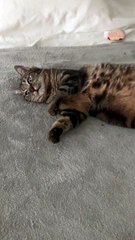 Le chat avait trop d'herbe à chat - Buzz Buddy