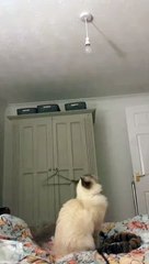 Le chat saute à la chauve-souris à l'ampoule - Buzz Buddy