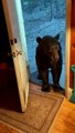 L'ours noir qui ferme la porte aime s'amuser - Buzz Buddy