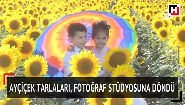 Ayçiçek tarlaları, fotoğraf stüdyosuna döndü