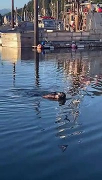 Maman loutre de mer aime son bébé - Buzz Buddy
