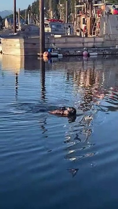 Maman loutre de mer aime son bébé - Buzz Buddy