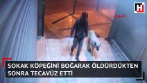 Sokak köpeğini boğarak öldürdükten sonra tecavüz etti