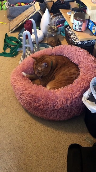 Snicker Doodle le chat donne sa propre conférence après l'éternuement - Buzz Buddy