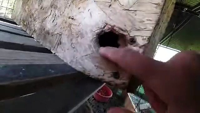 Spooky Spindly Fingers d'un raton laveur - Buzz Buddy