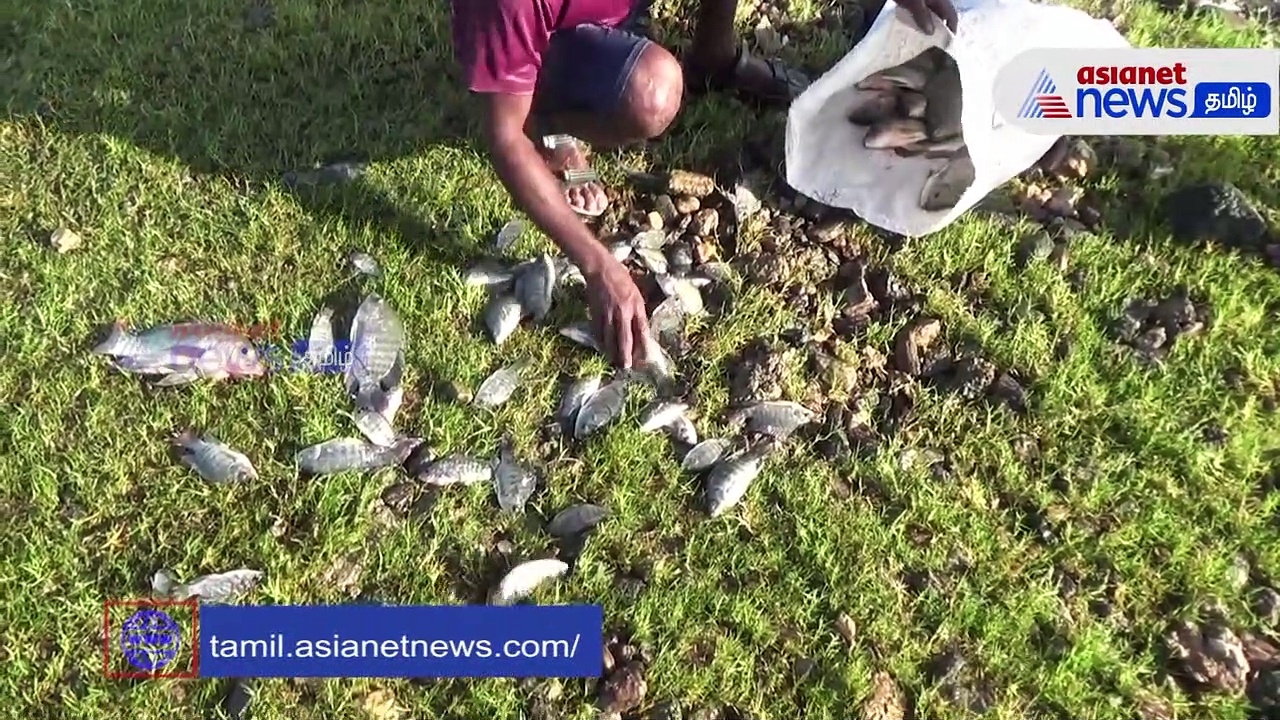 Video : மதுரை வண்டியூர் கண்மாயில் சூடு பிடிக்கத் தொடங்கிய மீன் வியாபாரம்!