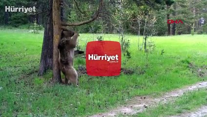 Sarıkamış ormanında kaşınan ayılar güldürdü
