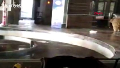 Bursa'da teleferik istasyonuna giren ayı, bir süre böyle yiyecek aradı