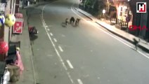 İlçeye inen ayıyı, sokak köpekleri kovaladı