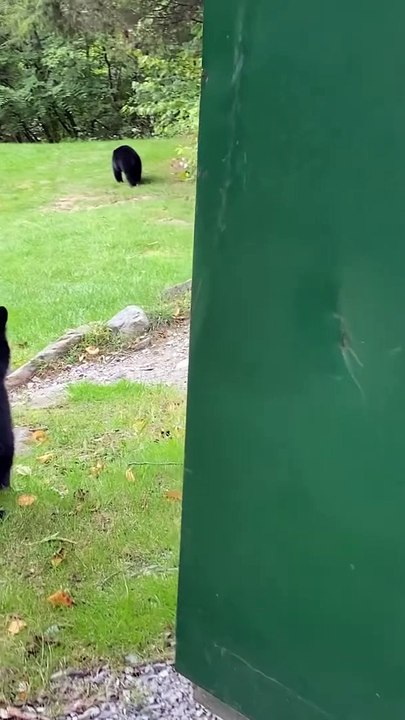 Une fille fait peur à bébé ours noir en l'envoyant courir à maman - Buzz Buddy