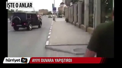 Çeçenistan'da hayvanat bahçesinden kaçan ayıyı tekmeyle duvara yapıştırdı