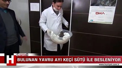 DONMAK ÜZEREYKEN BULUNAN 3 GÜNLÜK AYI YAVRUSU CENNETE DÜŞTÜ