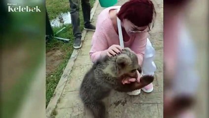 Emel Müftüoğlu'nun zor anları... Ünlü şarkıcıya ayı saldırdı