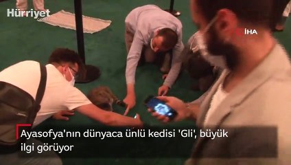 Ayasofya'nın dünyaca ünlü kedisi 'Gli' büyük ilgi görüyor