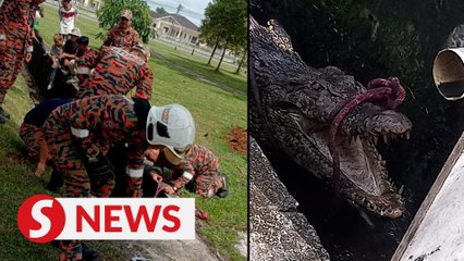 Three metre long croc caught outside Kuching playground
