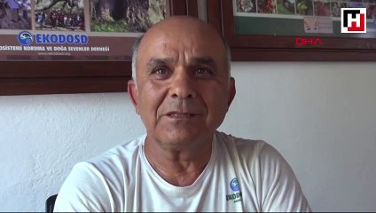 Domuzlar şehir merkezine indi