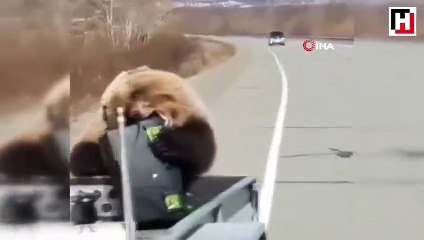 Rusya'da bir ayı kamyonet kasasından alet çantası çaldı