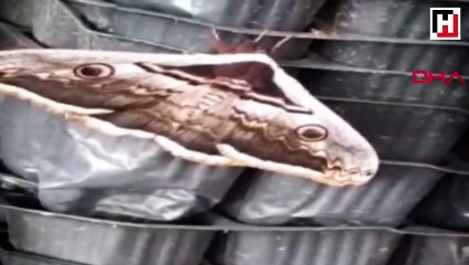 Tavus kelebeği görenleri şaşırttı