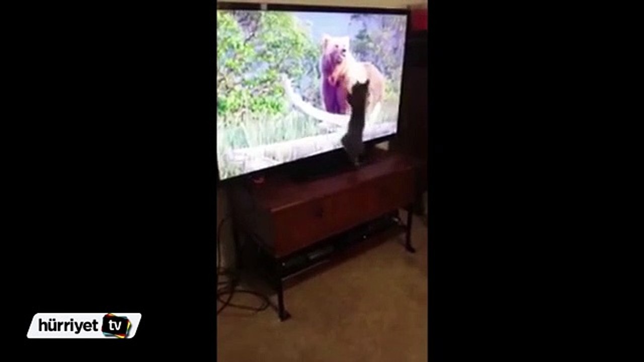 Belgesel filmine kendini kaptıran kedi