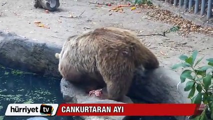 Havuza düşen kargayı kurtaran ayı