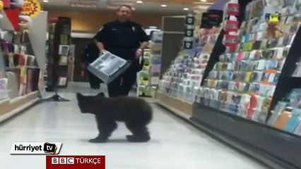 Kaybolan ayı yavrusu kendini markette buldu