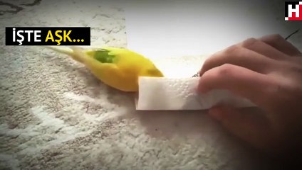 Kuşun aşkı izleyenleri duygulandırdı