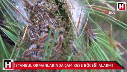 İstanbul ormanlarında çam kese böceği alarmı