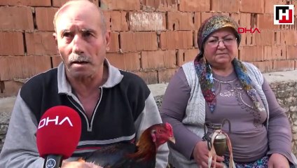 Hobi olarak yaptıkları horoz yetiştiriciliği geçim kaynakları oldu