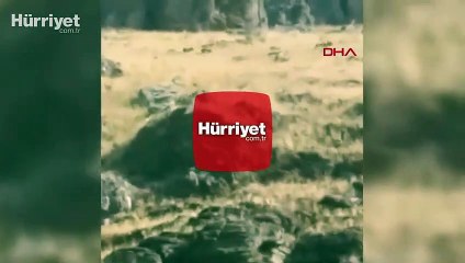 Kars'ta erik toplamaya giden kişi ayı ve yavrularının saldırısına uğradı