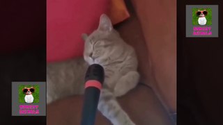 || Funniest Cat Videos In The World || comedy animals ||