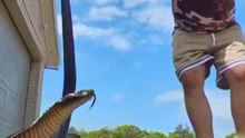 Red-bellied black snake caught at Redhead