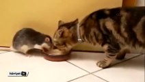 Kedi ve farenin inanılmaz dostluğu