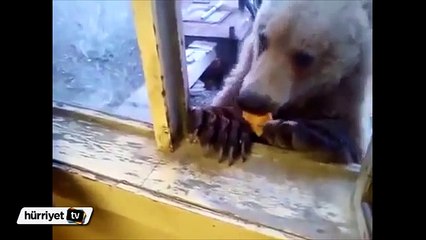 Camdan içeri sarkan ayıyı böyle besledi