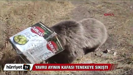 Yiyecek arayan yavru ayının kafası tenekeye sıkıştı