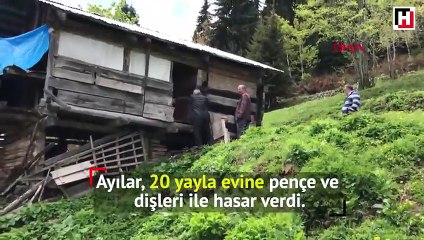 Doğu Karadeniz’de ‘popülasyonu artan’ ayı tehdidi