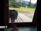 Kedi öyle bir kızdı ki koca ayı arkasına bile bakmadan kaçtı