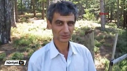 Meyve bahçesine giren ayı tuzağa yakalandı