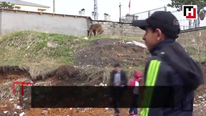 Aç kalan bozayı iftar saatinde mahalleye indi